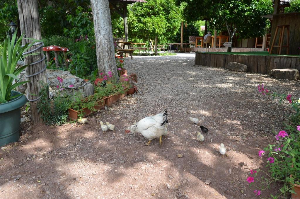 Olympos Yakamoz Pansiyon Kültér fotó